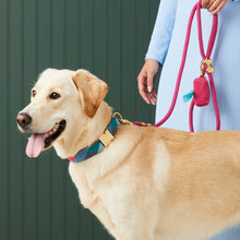 Color Pop Flannel Dog Collar