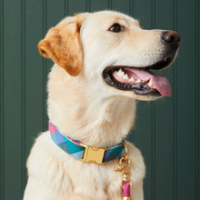 Color Pop Flannel Dog Collar